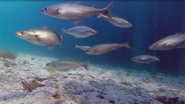 AstafjordTV: Fisketur gir verdensreklame - 31/10-2014