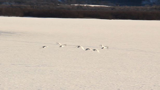 Nyhetsklipp: Tydelig vårtegn ved Strokkenes - 05/03-2015