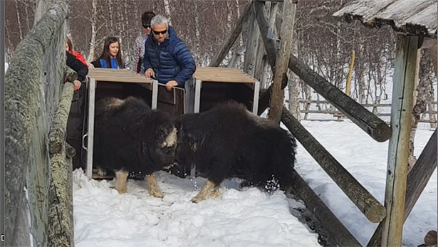 Nyhetsklipp: To nye moskuskalver til Polar Park - 22/04-2018